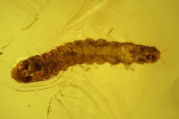 Fossil Butterfly Larva and Two Flies in Baltic Amber #150704